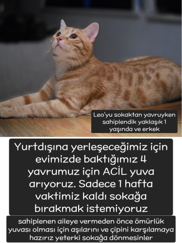 ZAMANIMIZ KALMADI - ACİL YUVA fotoğraf