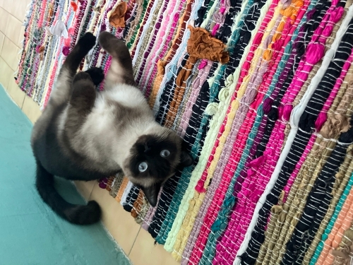 KISIR ERKEK SIYAM KEDİSİ fotoğraf