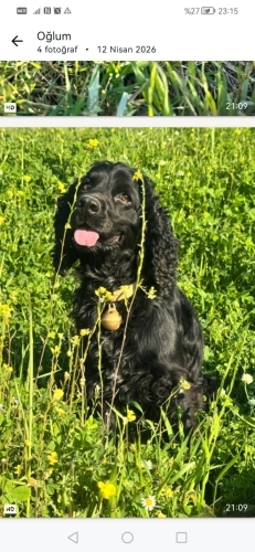 🐾 Ömürlük Yuva Aranıyor 🖤 fotoğraf