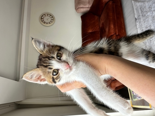 Annesiz tek kalmış yavruya acil yuva ya da güvenli bir bölge fotoğraf