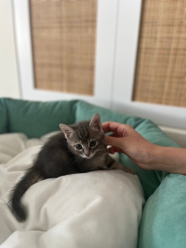 Dişi tekir kedi fotoğraf