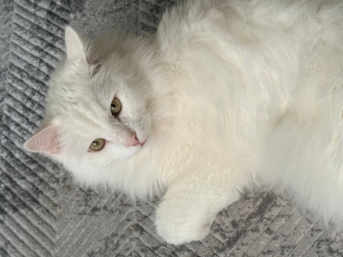 Ceyda, yeni yuvasını arıyor fotoğraf