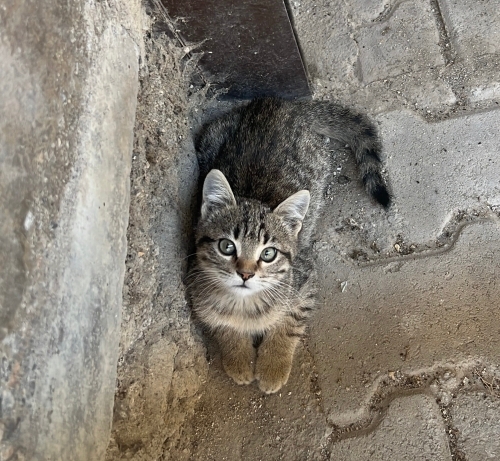 Minik kıza yuva arıyoruz🥰 fotoğraf