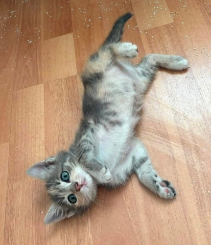 Sevgi dolu yavru kedi fotoğraf