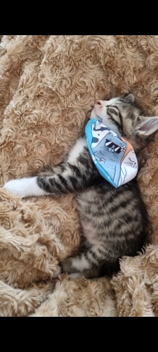 🐾 TADA HALA YUVA ARIYOR 🐾 fotoğraf