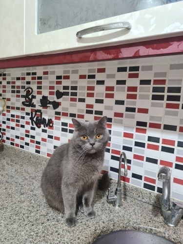 Kızıma yeni güzel yuva arıyorum fotoğraf