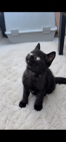British shorthair & Tekir kırması yavrumuz yuvasını arıyor fotoğraf