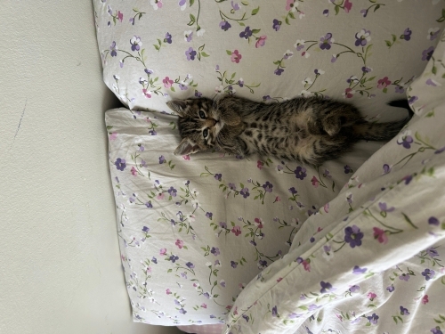 2 aylık bebek yuva arıyor fotoğraf