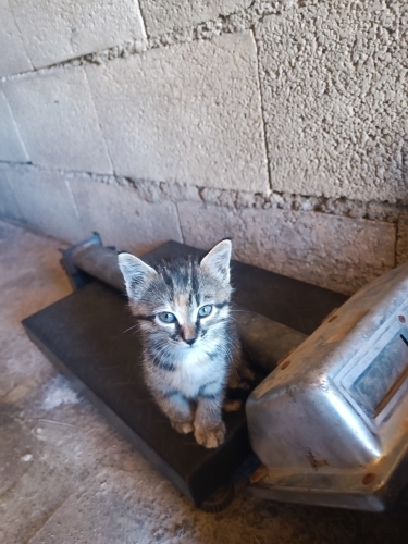 Şanlıurfa Viranşehir bölgesinde kapınıza kadar getiririm 😻 fotoğraf