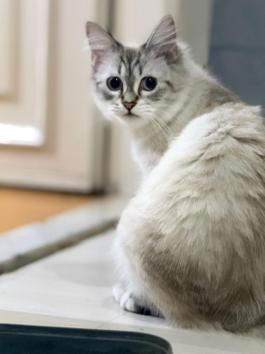 AÇIKLAMAYI OKUYUNUZ LÜTFEN fotoğraf
