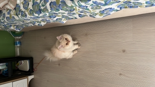 British sevimli erkek kedi ücretsiz sahiplendirme fotoğraf