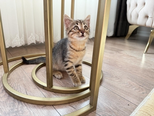 10 haftalık 2 ay anne sütü emdi fotoğraf