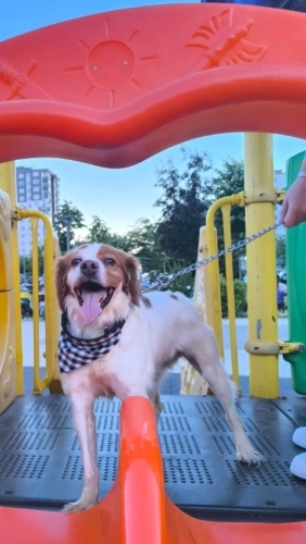 Oyuncu yavrumuza yuvaa fotoğraf