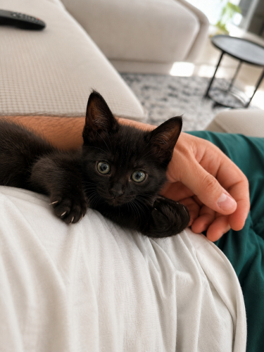 Küçük Zeytin Kıza Yuva Arıyoruz fotoğraf