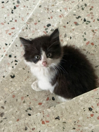 Minik Patiler yuva arıyor fotoğraf