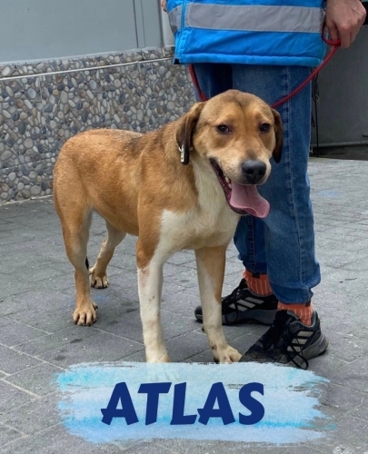 Atlasımıza ömürlük yuva arıyoruz😍 fotoğraf