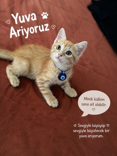 Sarman bebek Limon ömürlük yuvasını arıyor fotoğraf