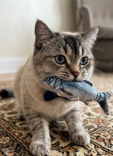 British shorthair Erkek acil yuva. Safkan tam bir asilzadedir fotoğraf