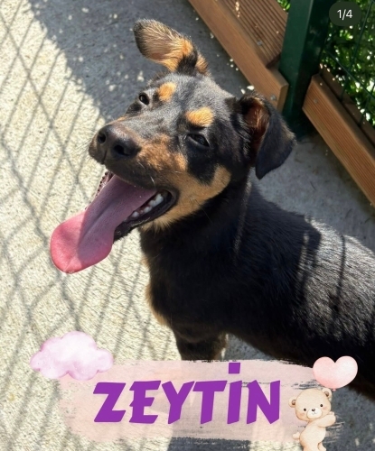 Zeytin size gelsin mi?😍 fotoğraf