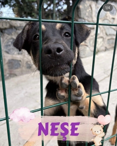 Neşe, evinize neşe getirsin mi?🫠 fotoğraf