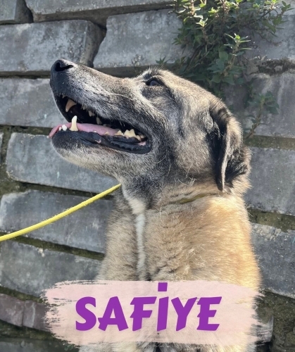 Safiyemiz göz bebeğimiz yuva arıyor😍 fotoğraf