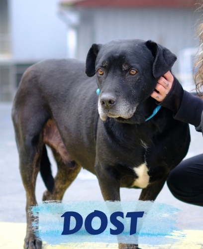 Dost, dostunuz olmaya gelsin mi? fotoğraf