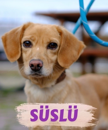 Süslü yuva arıyor😍 fotoğraf
