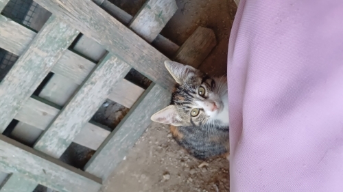 Tekir, Sarman ve Beyaz kedi,3'ü 1 arada fotoğraf