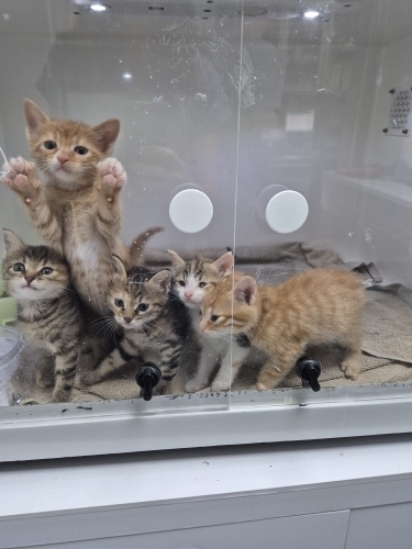 Anne kedi ve yavruları fotoğraf