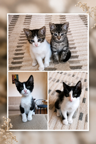 🐾 ACİL YUVA ARANIYOR Minik Patiler fotoğraf