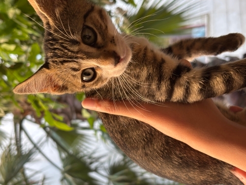 Yavru kedimize yuva arıyoruz fotoğraf