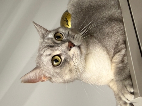 İlgi delisi sevimli oyuncu fotoğraf