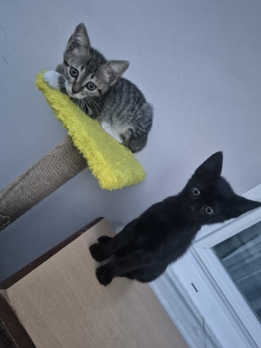 Yuva Arayan İki Kız Kardeş fotoğraf