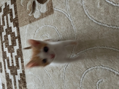 Ömürlük Yuvasını Arayan Sarman Kedi fotoğraf
