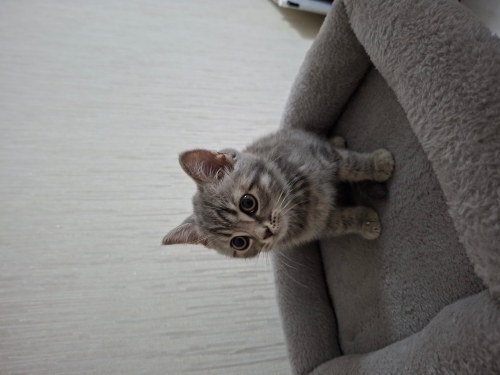 Kedi sahiplendirme fotoğraf