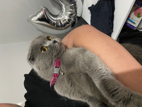 CİNS YAVRU SAHİPLENDİRİYORUM fotoğraf