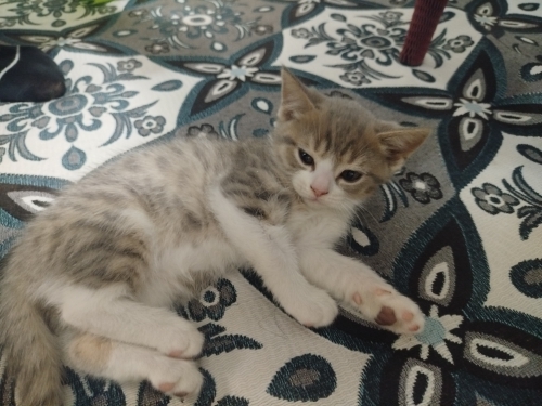 Ona kalici yuvasını arıyoruz fotoğraf