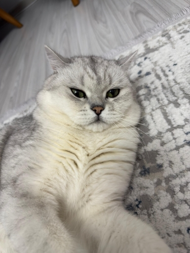 British shorthair kısır fotoğraf
