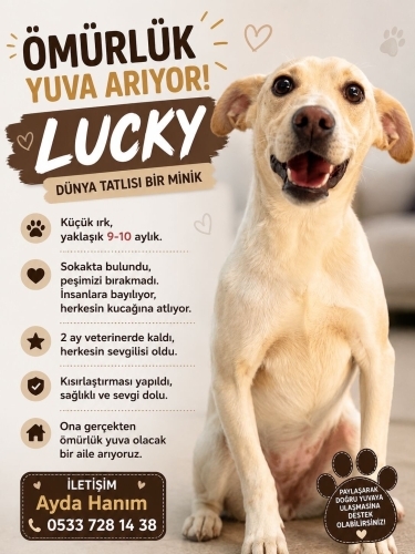 Sevgi doluyum adım Lucky ve beni ömür boyu sevecek bir ailem olsun istiyorum. fotoğraf