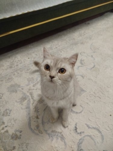 Ona kalici yuvasını arıyoruz fotoğraf
