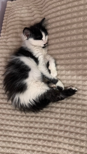 Eve uyumlu sevecen fotoğraf