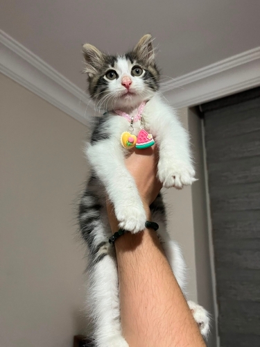 Melezim çok pofuduğum. fotoğraf