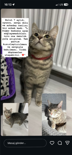 Buluta sıcacık bir yuva arıyorum fotoğraf