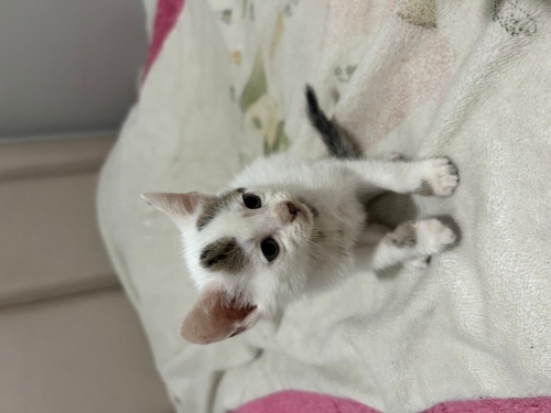 Kedi sahiplendirme fotoğraf