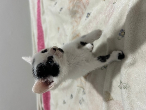 Kedi sahiplendirme fotoğraf