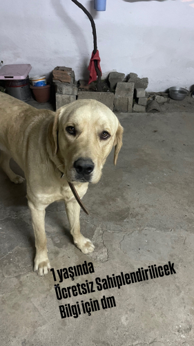 Bağ bahçe koruma, büyük ırk fotoğraf