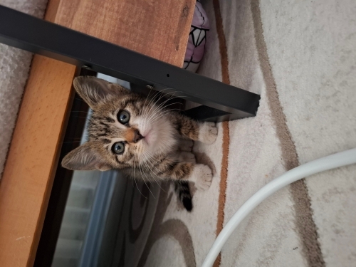 Aşıları tam oyuncu 2 aylık dişi kedi ekipmanlar hediye fotoğraf