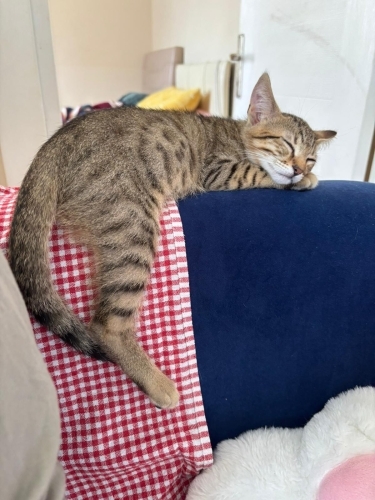 tekir kardeşlere nolur yuva fotoğraf