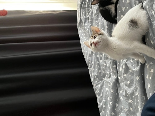 Kendini sevdiren tekir kedi fotoğraf