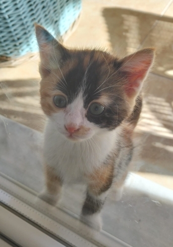 Alaca'ya Sevgi Dolu Bir Yuva fotoğraf